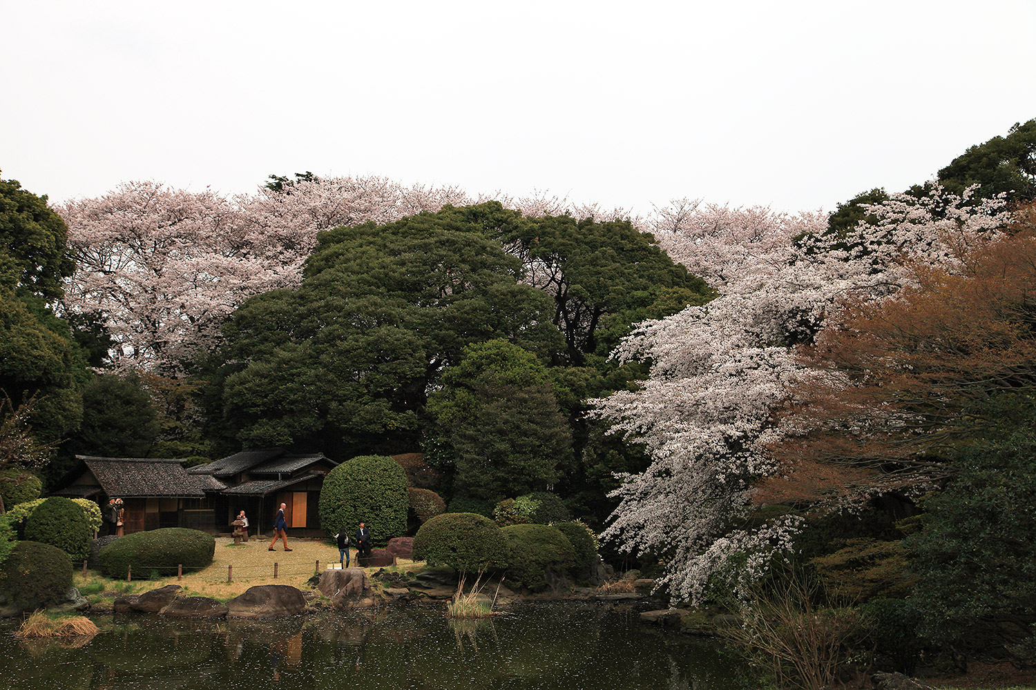 東京国立博物館 吉野枝垂桜