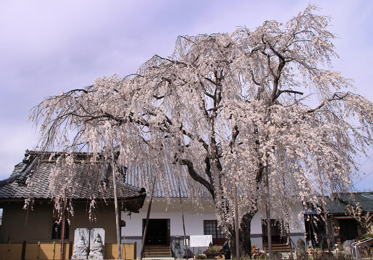 福寿院のしだれ桜